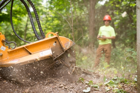 Why You Should Hire a Tree Stump Grinding Specialist