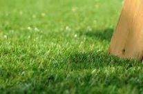 Artificial Grass in Sydney May Be The Best Option For You
