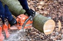 Pros of Stump Grinding in Northcote