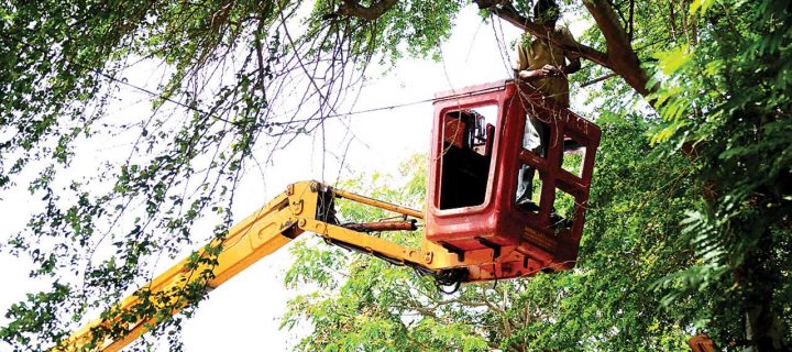 Why Choose Tree Removal in Woodstock