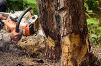 Tree Removal in Woodstock Tips For Small Businesses